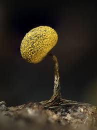 Attēlu rezultāti vaicājumam “Physarum viride macro”