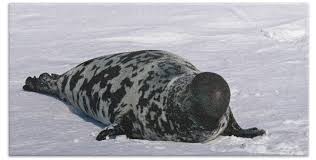 Image result for Cystophora cristata