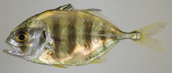 Image result for Caranx hippos