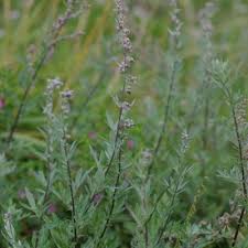 Attēlu rezultāti vaicājumam “Artemisia vulgaris flower”