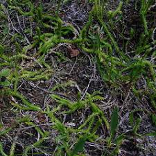 Attēlu rezultāti vaicājumam “Lycopodiella inundata”