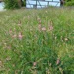 Attēlu rezultāti vaicājumam “Onobrychis arenaria fruit”