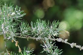 Attēlu rezultāti vaicājumam “Sacchiphantes abietis”