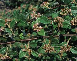 Attēlu rezultāti vaicājumam “Cotoneaster multiflorus fruit”