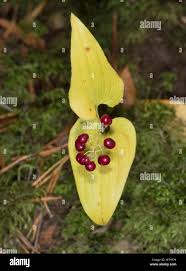 Attēlu rezultāti vaicājumam “Maianthemum bifolium fruit”