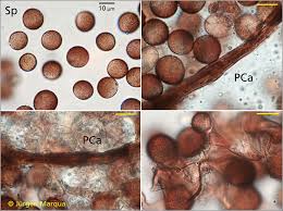 Attēlu rezultāti vaicājumam “Amaurochaete sp.”