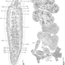Attēlu rezultāti vaicājumam “Reticularia sp.”