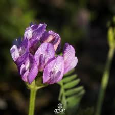 Attēlu rezultāti vaicājumam “Astragalus danicus flower”