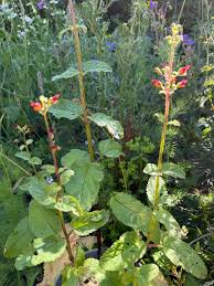Attēlu rezultāti vaicājumam “Scrophularia umbrosa flower”