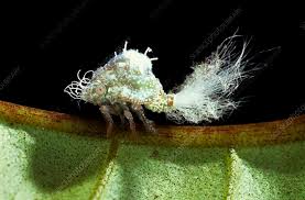 Attēlu rezultāti vaicājumam “Trioza dispar nymph”