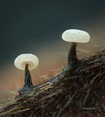 Attēlu rezultāti vaicājumam “Didymium clavus”