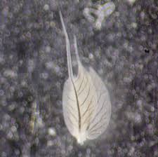 Attēlu rezultāti vaicājumam “Leptophlebia nebulosa”