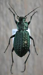 Attēlu rezultāti vaicājumam “Carabus granulatus”