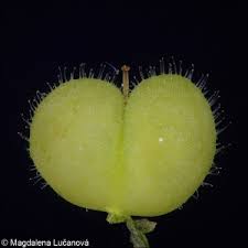 Attēlu rezultāti vaicājumam “Veronica agrestis”