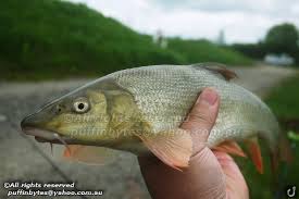 Image result for Barbus barbus