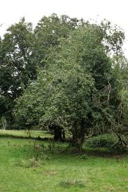Attēlu rezultāti vaicājumam “Malus sylvestris”