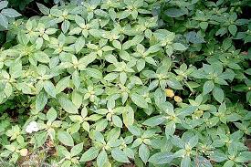 Attēlu rezultāti vaicājumam “Impatiens parviflora leaf”