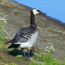 Attēlu rezultāti vaicājumam “Branta leucopsis adult”