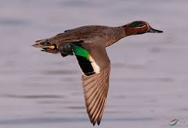 「綠羽毛」的圖片搜尋結果