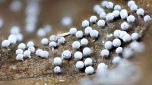 Attēlu rezultāti vaicājumam “Badhamia flavoglauca”