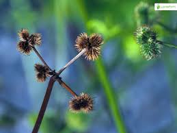 Attēlu rezultāti vaicājumam “Sanicula europaea fruit”