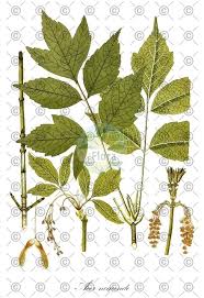 Attēlu rezultāti vaicājumam “Acer negundo fruit”