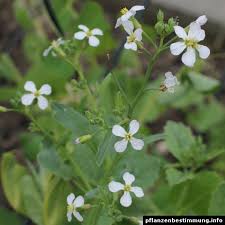 Attēlu rezultāti vaicājumam “Raphanus sativus flower”
