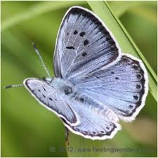 Attēlu rezultāti vaicājumam “Phengaris arion upperside”