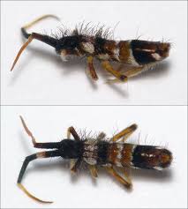 Attēlu rezultāti vaicājumam “Orchesella sp.”