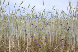 Image result for Consolida ajacis oder Consolida regalis