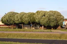 Attēlu rezultāti vaicājumam “Salix x fragilis”