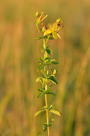 Attēlu rezultāti vaicājumam “Hypericum maculatum leaf”