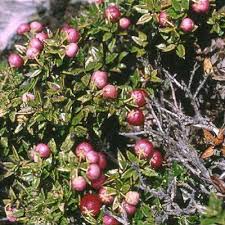 Attēlu rezultāti vaicājumam “Gaultheria cuneata”