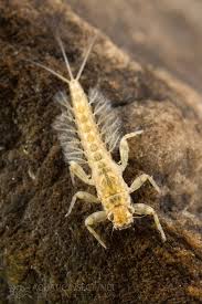 Attēlu rezultāti vaicājumam “Ephemeroptera larvae”