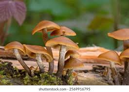 Attēlu rezultāti vaicājumam “Galerina marginata”