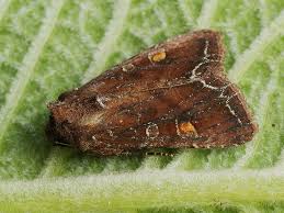 Attēlu rezultāti vaicājumam “Lacanobia oleracea”