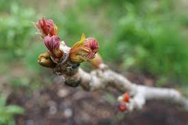 Attēlu rezultāti vaicājumam “Gymnocladus dioicus flower”