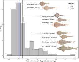 Image result for Acroteriobatus annulatus