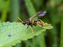 Attēlu rezultāti vaicājumam “Tenthredo scrophulariae larva”