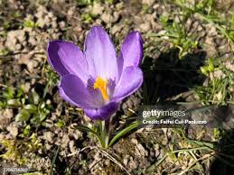 Attēlu rezultāti vaicājumam “Crocus tommasinianus flower”