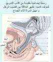 _.• صور حقيقيه توضح المهبل عند المرأه طريقة وضع القضيب داخل العضو ...