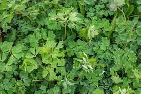 Attēlu rezultāti vaicājumam “Aquilegia vulgaris leaf”