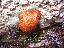 ผลการค้นหารูปภาพสำหรับ strawberry anemone