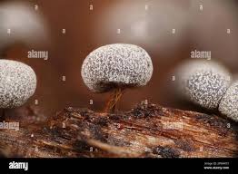 Attēlu rezultāti vaicājumam “Physarum leucophaeum macro”