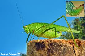 Attēlu rezultāti vaicājumam “Phaneroptera falcata”