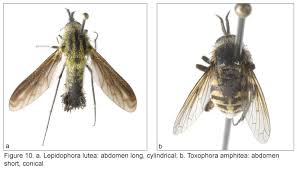 Attēlu rezultāti vaicājumam “Bombyliidae”