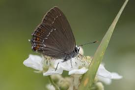 Attēlu rezultāti vaicājumam “Satyrium ilicis underside”