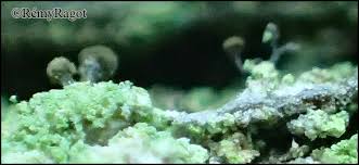 Attēlu rezultāti vaicājumam “Chaenotheca stemonea”