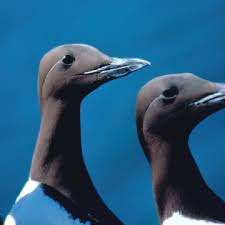 Image result for Uria aalge