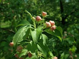 Attēlu rezultāti vaicājumam “Malus mandshurica”